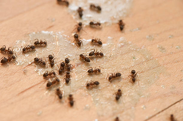 Best Pest Removal Services  in Mancelona, MI